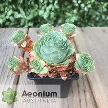 Load image into Gallery viewer, Aeonium x aureozoon
