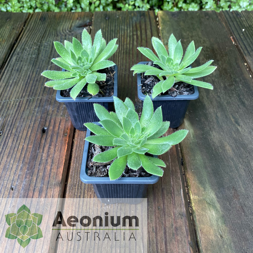Aeonium 'Winterfell'