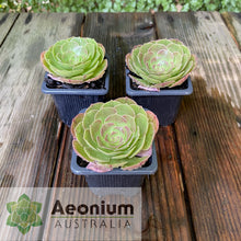 Load image into Gallery viewer, Aeonium &#39;Madeira Rose&#39;
