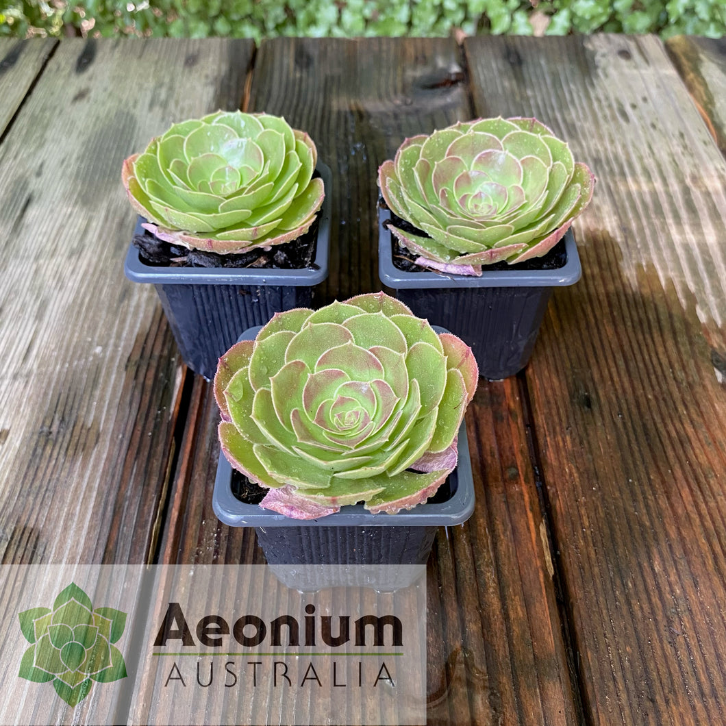 Aeonium 'Madeira Rose'