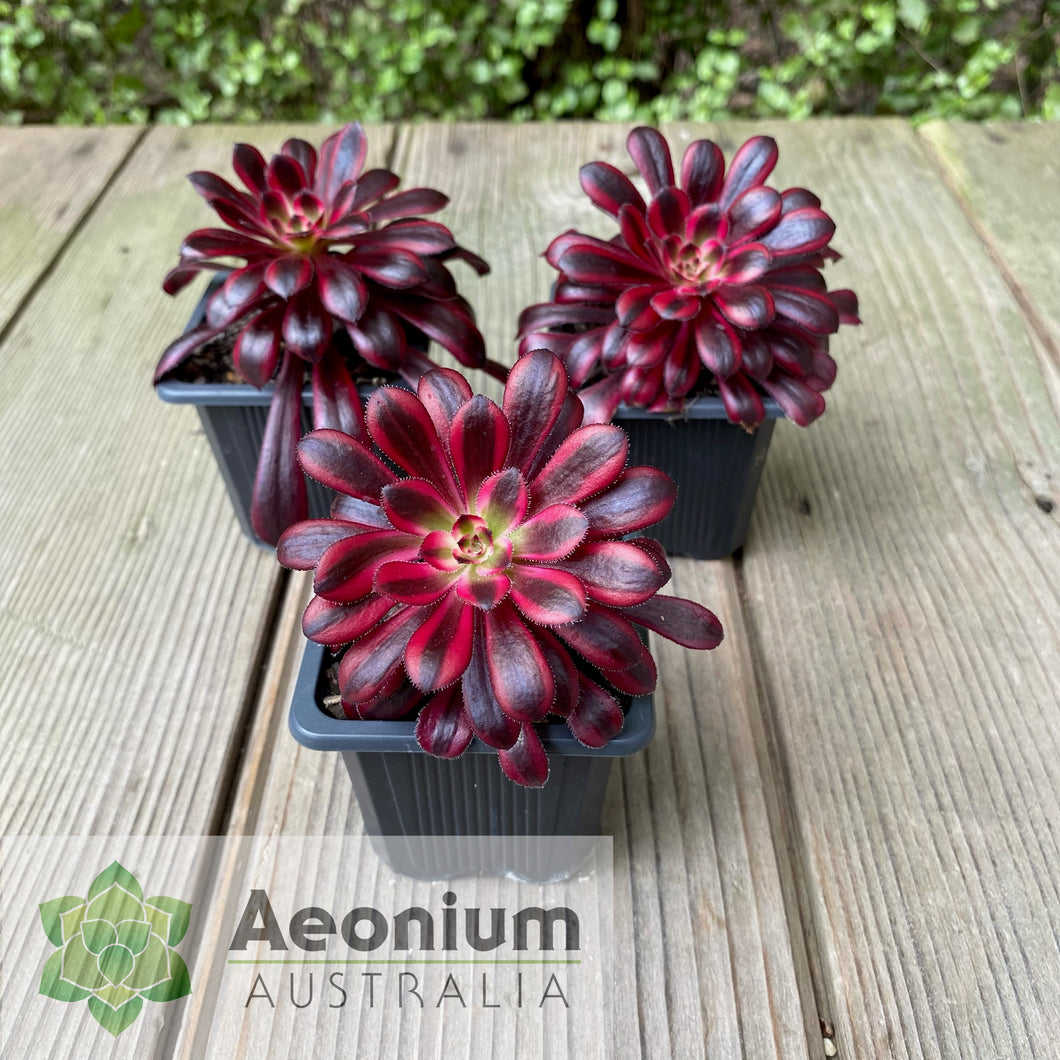 Aeonium 'Zwartkop' Variegated