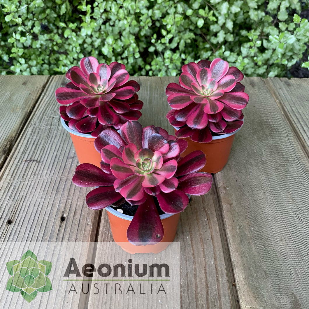 Aeonium 'Medusa'
