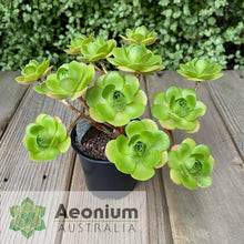Load image into Gallery viewer, Aeonium &#39;Little Luna&#39;
