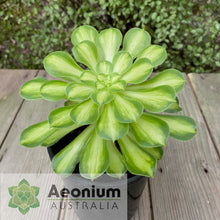 Load image into Gallery viewer, Aeonium 'Shaohua'
