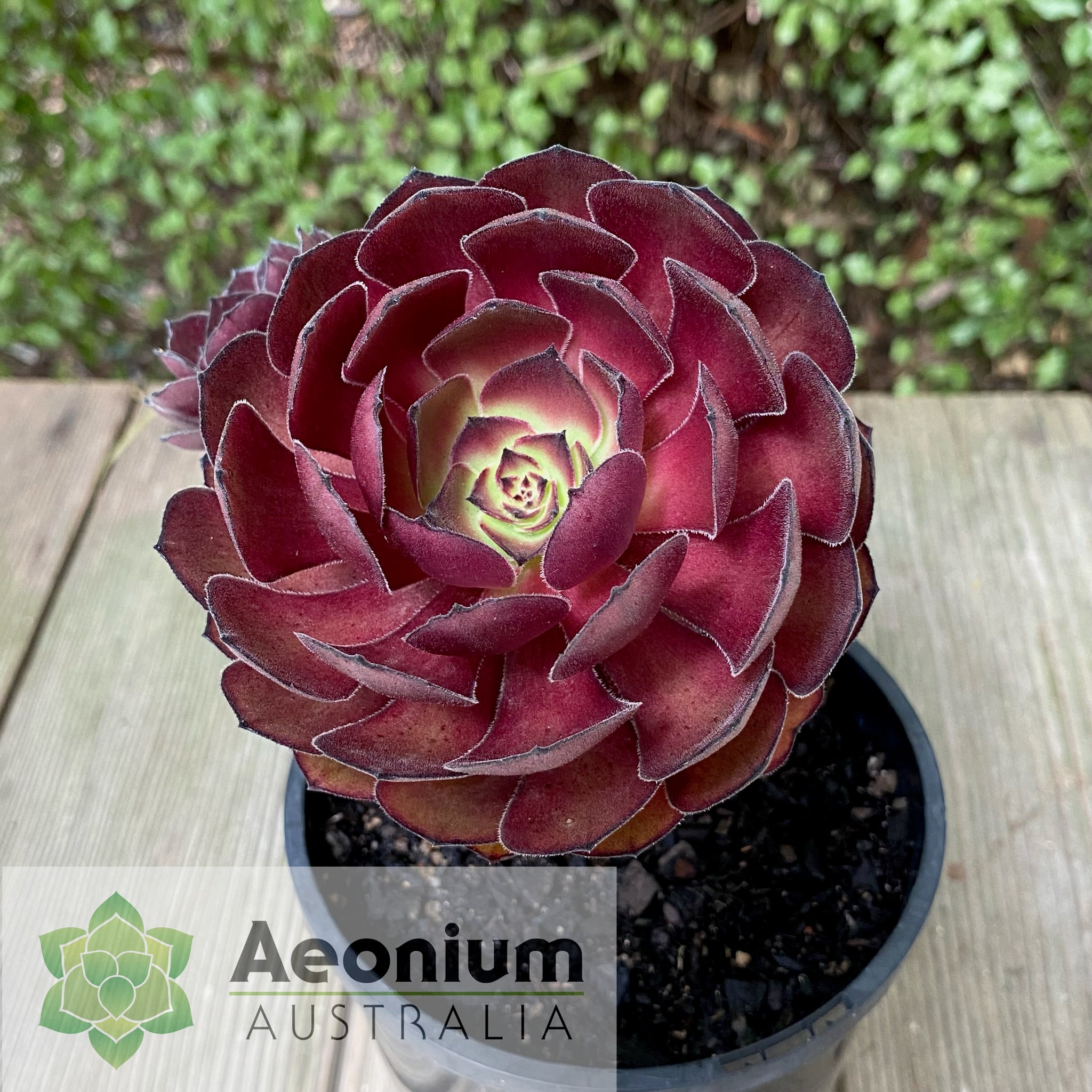 black dragon succulent Aeonium 'Black Dragon'