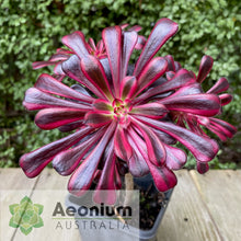 Load image into Gallery viewer, Aeonium 'Zwartkop' Variegated

