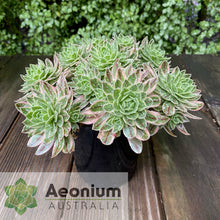 Load image into Gallery viewer, Aeonium x hybridum Variegated
