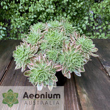 Load image into Gallery viewer, Aeonium x hybridum Variegated
