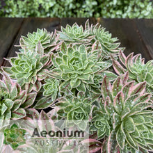 Load image into Gallery viewer, Aeonium x hybridum Variegated
