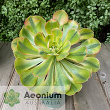 Load image into Gallery viewer, Aeonium &#39;Athena&#39;
