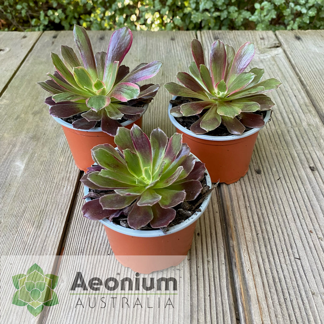 eden succulents Aeonium 'Eden' – Aeonium Australia