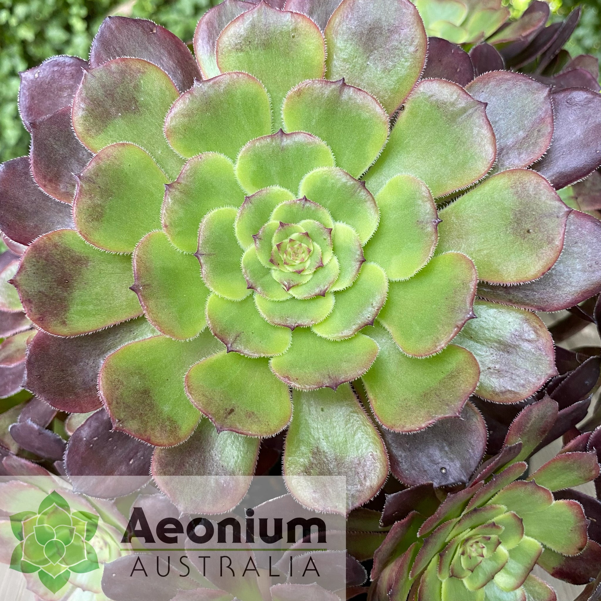 black king succulent Aeonium 'Black King Kong'