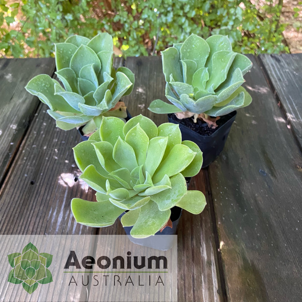 Aeonium canariense var. virgineum