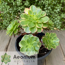 Load image into Gallery viewer, Aeonium &#39;Esther&#39;
