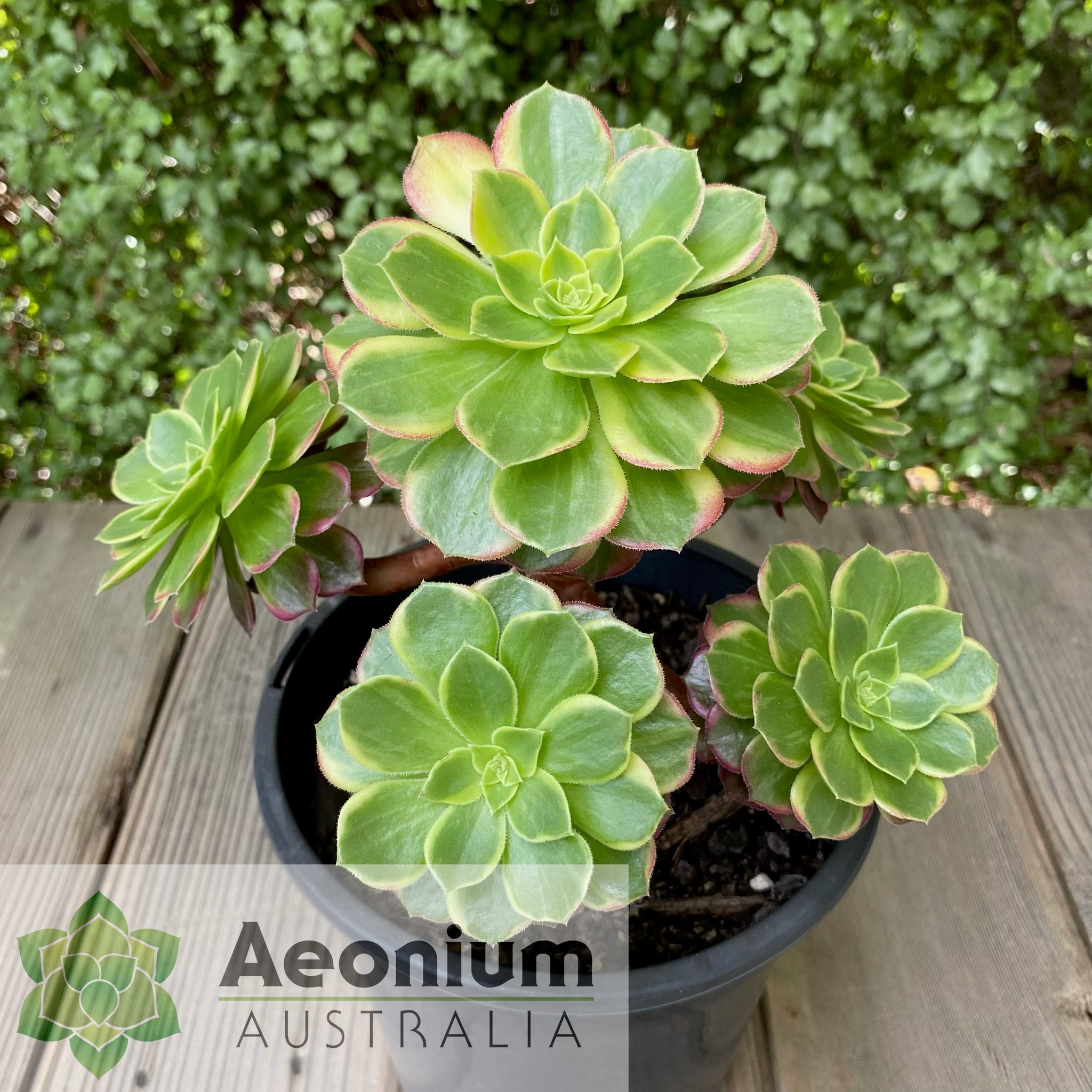 esther succulent Aeonium 'Esther' – Aeonium Australia