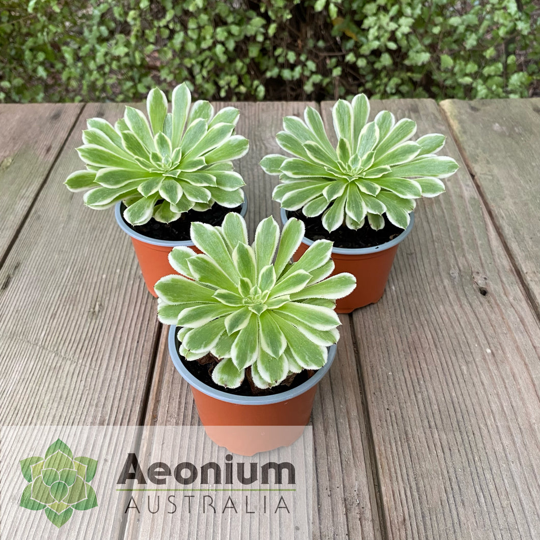 Aeonium 'Ariel'