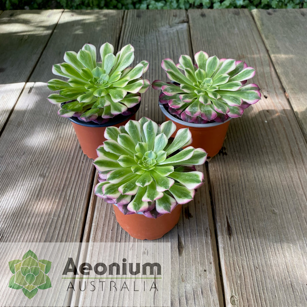 Aeonium 'Zhu Rong' (God of Fire)
