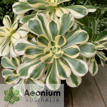 Load image into Gallery viewer, Aeonium &#39;Zeus&#39;
