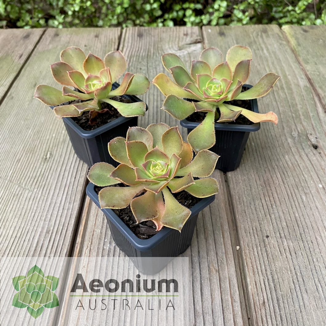 Aeonium davidbramwellii