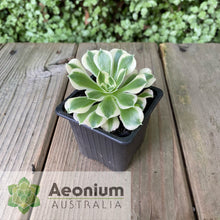 Load image into Gallery viewer, Aeonium &#39;Rain Flower&#39;
