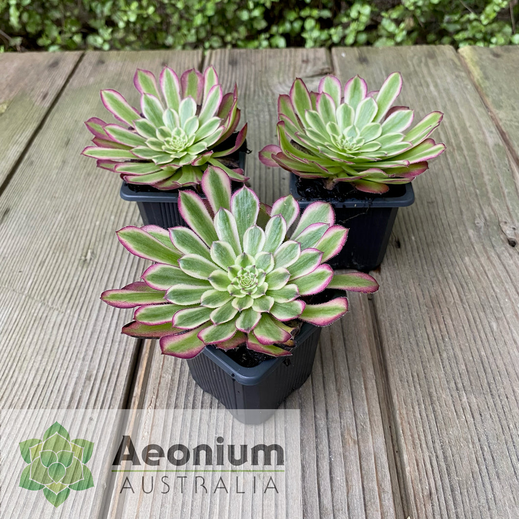 Aeonium 'Mardi Gras'