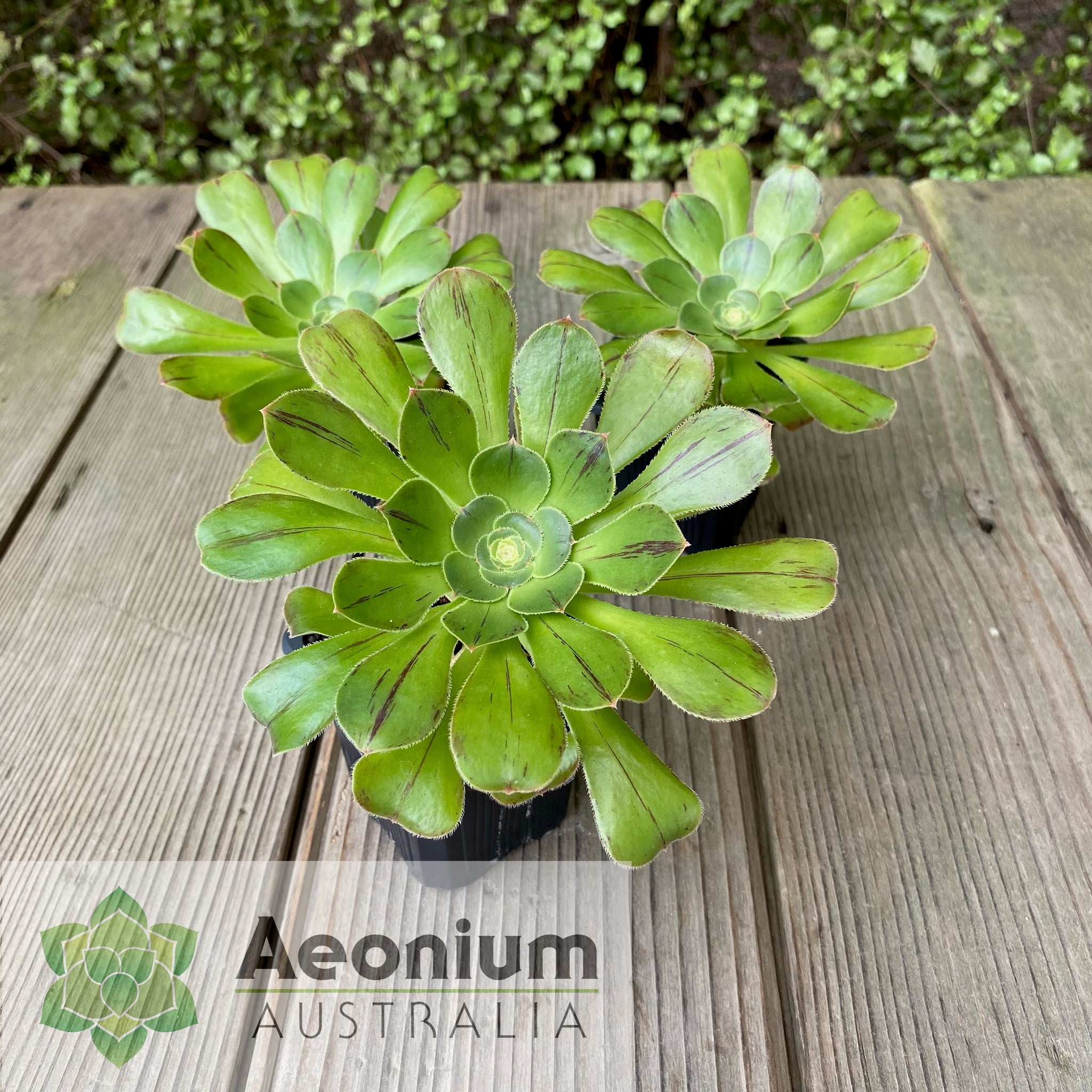 succulent plants for sale australia Aeonium arboreum var. holochrysum / Succulents – Aeonium Australia