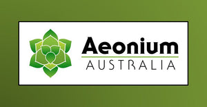 Aeonium Australia