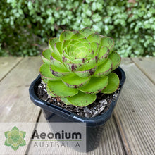 Load image into Gallery viewer, Aeonium 'Phoenix Crown'
