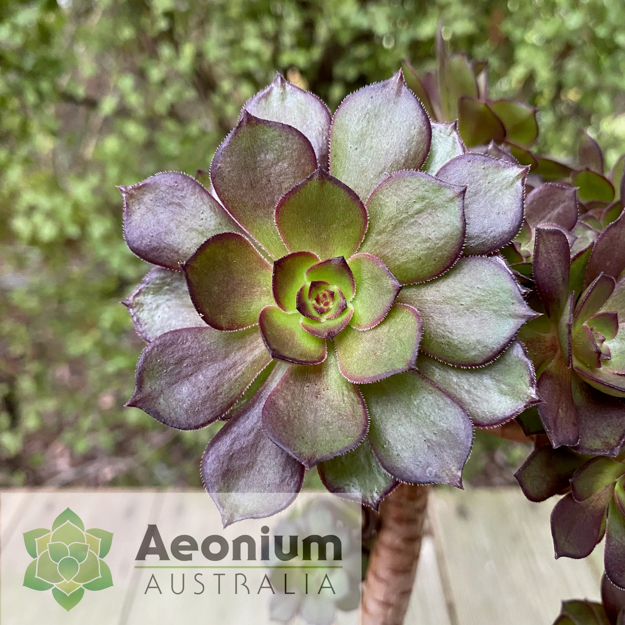 black dragon succulent Aeonium 'Black Dragon' – Aeonium Australia