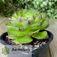 Load image into Gallery viewer, Aeonium 'Phoenix Crown'
