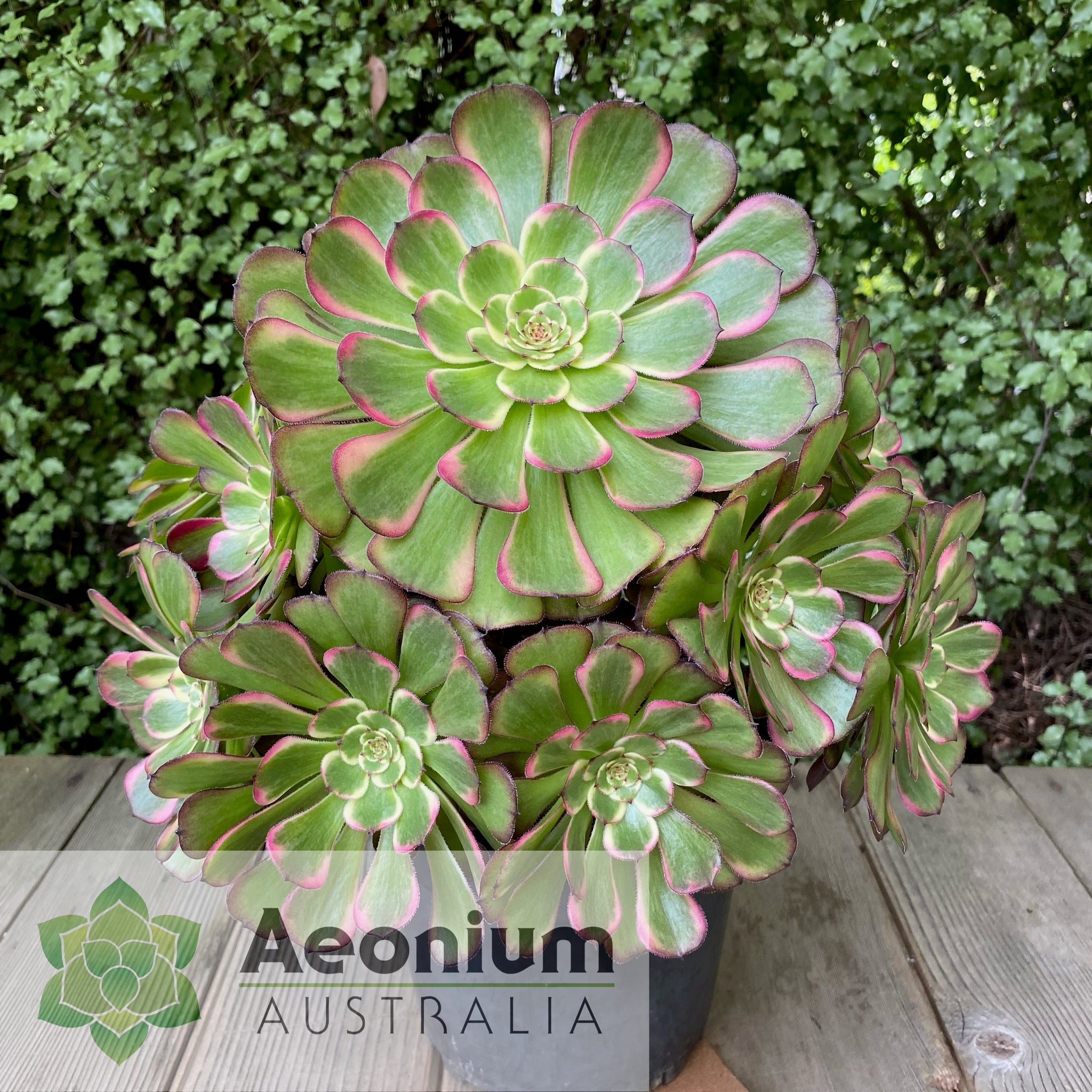 black king succulent Aeonium 'Black King Kong'
