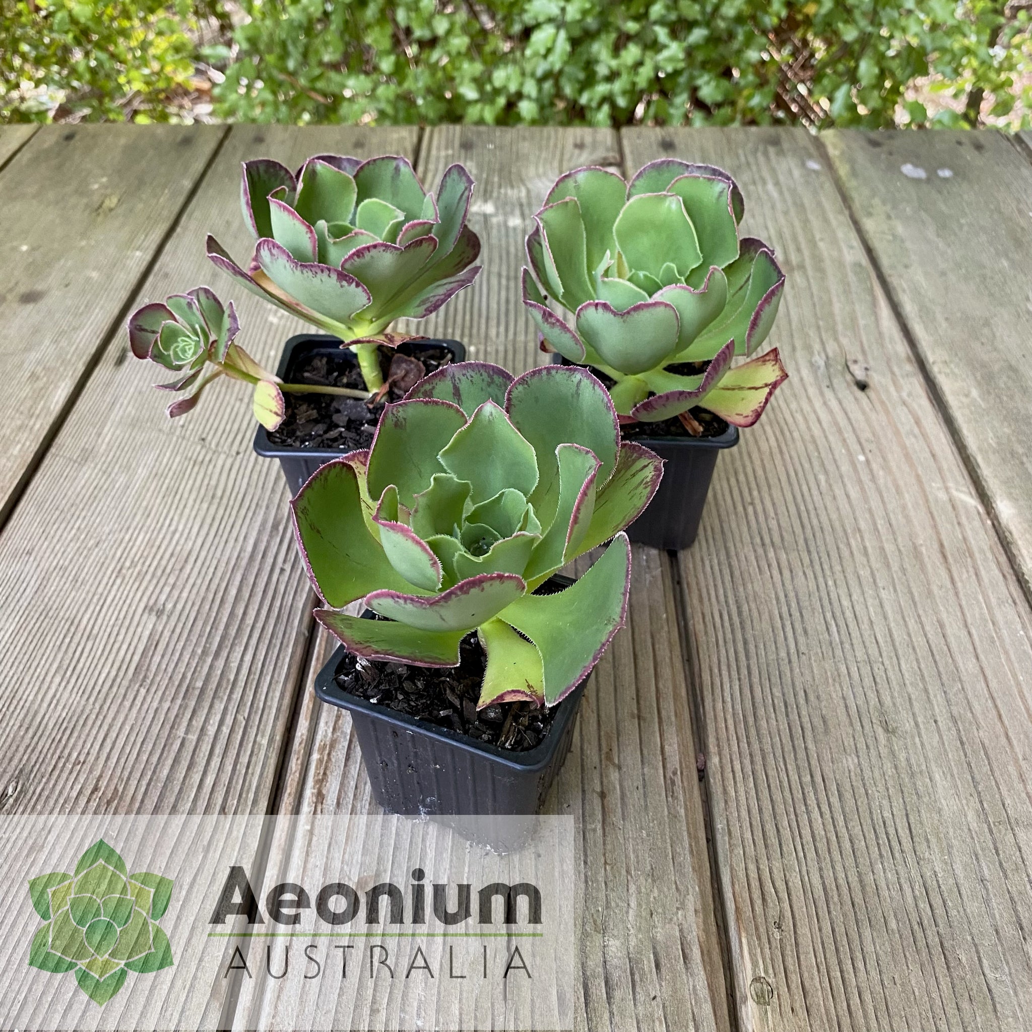succulent pot in australia Aeonium 'Marnier Lapostolle’