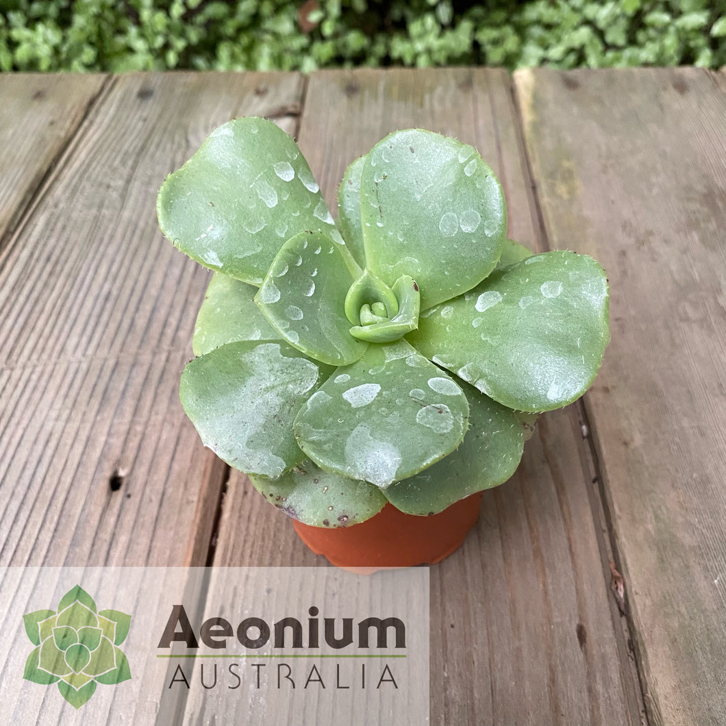 Aeonium nobile