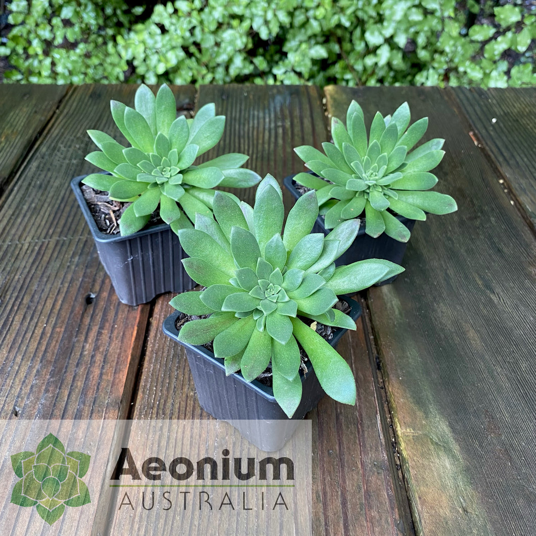 Aeonium 'Mayfield'