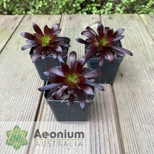 Load image into Gallery viewer, Aeonium &#39;Du Rozzen&#39;
