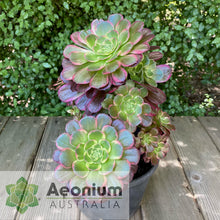 Load image into Gallery viewer, Aeonium &#39;Esther&#39;
