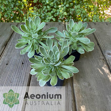 Load image into Gallery viewer, Aeonium &#39;Ballerina&#39;
