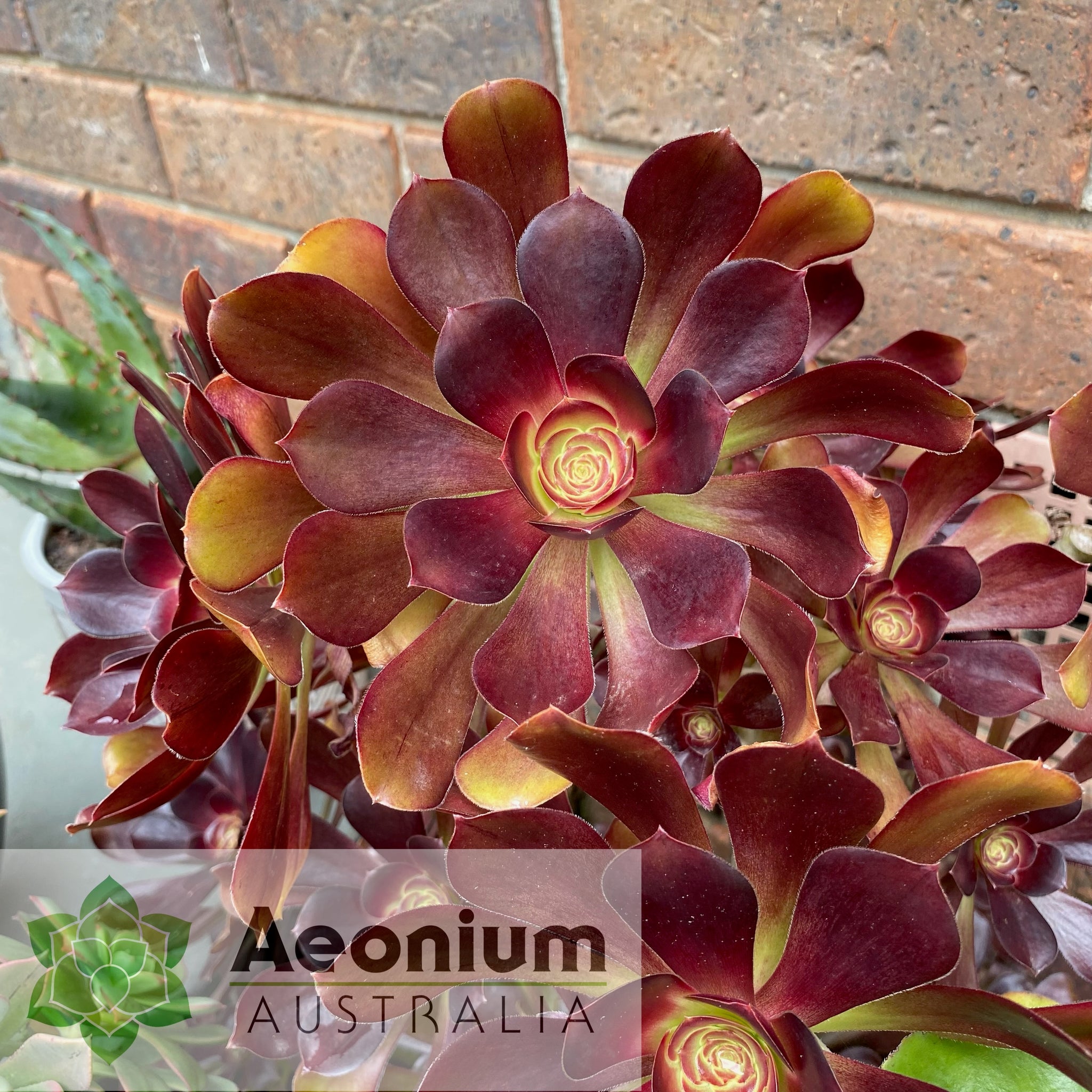 voodoo succulent Aeonium 'Voodoo'