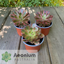 Load image into Gallery viewer, Aeonium &#39;Athena&#39;

