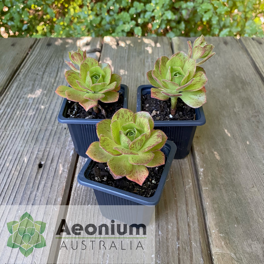 Aeonium 'Scarlet Rose'