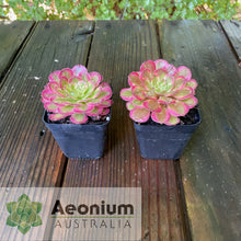 Load image into Gallery viewer, Aeonium &#39;Mardi Gras&#39;
