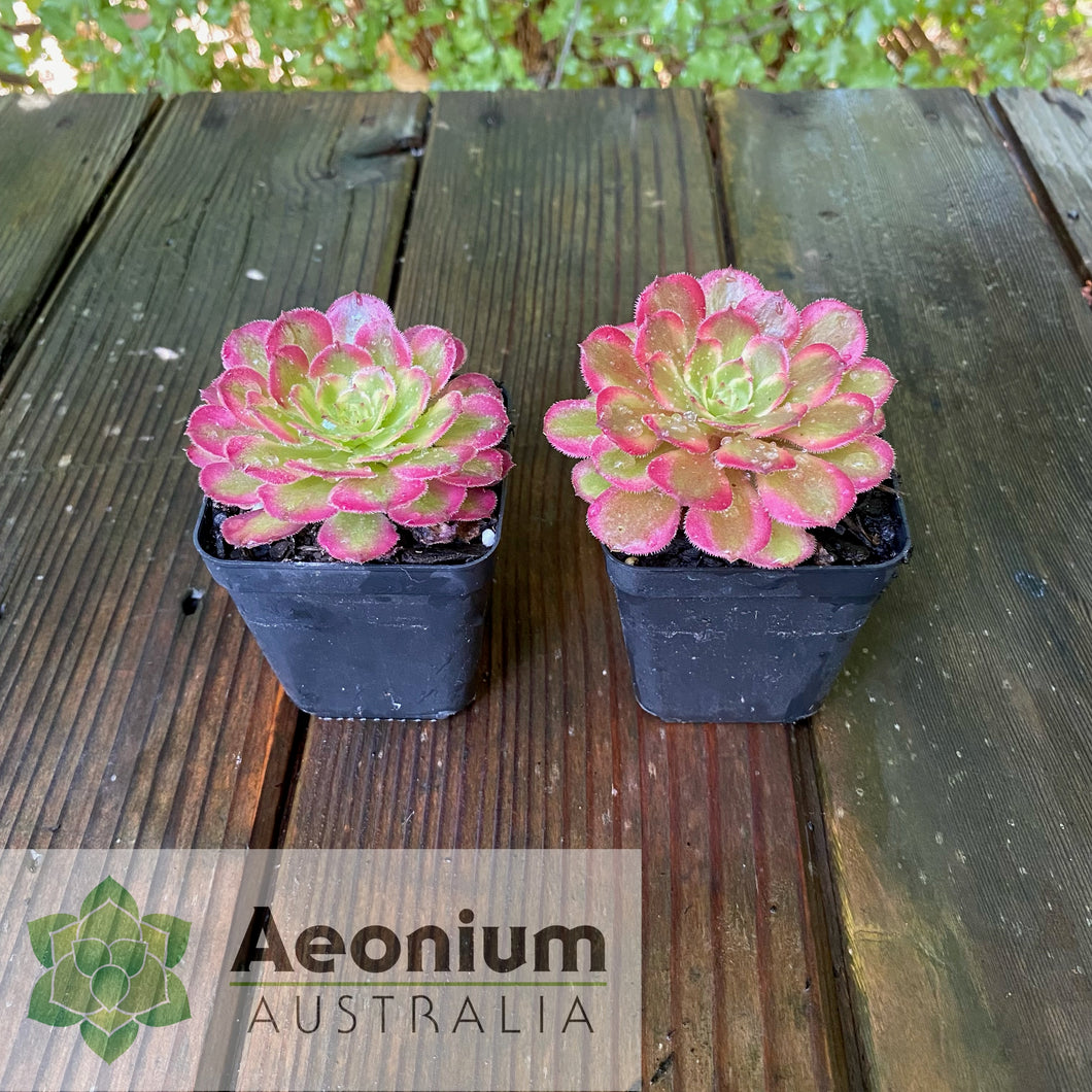 Aeonium 'Mardi Gras'