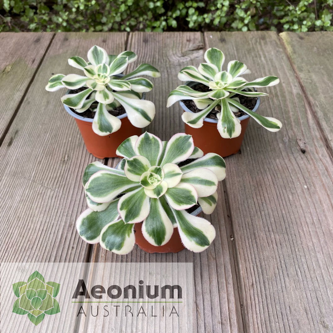 Aeonium 'Zeus'
