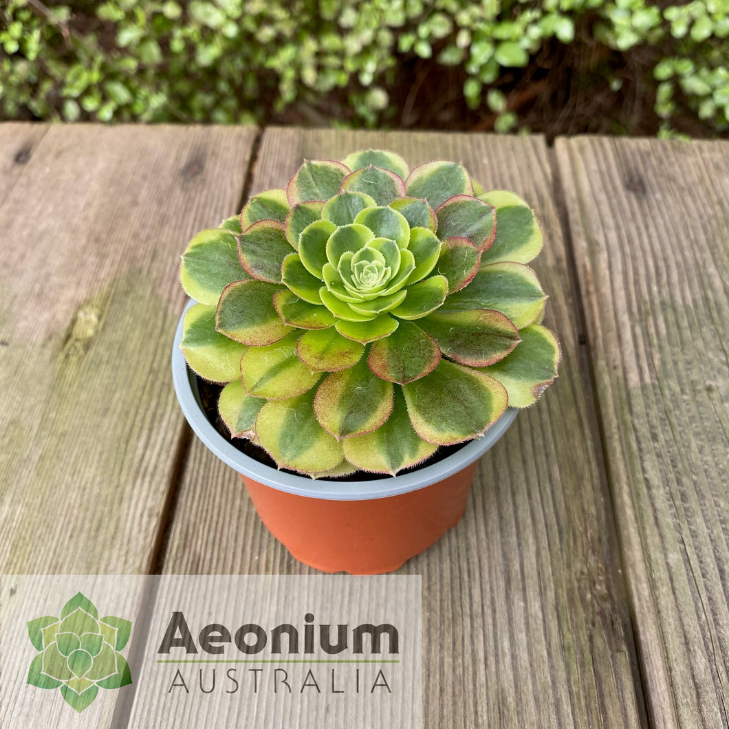 Aeonium 'Milky White'