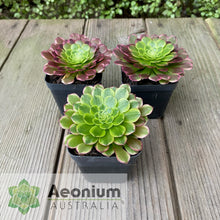Load image into Gallery viewer, Aeonium &#39;Fiesta&#39;
