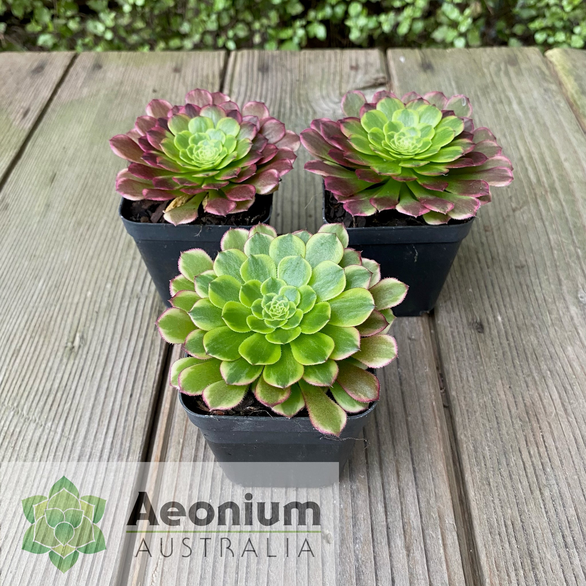 fiesta succulent Aeonium 'Fiesta'