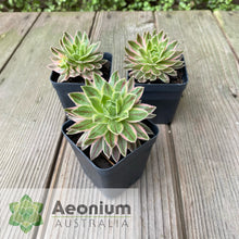 Load image into Gallery viewer, Aeonium x hybridum Variegated
