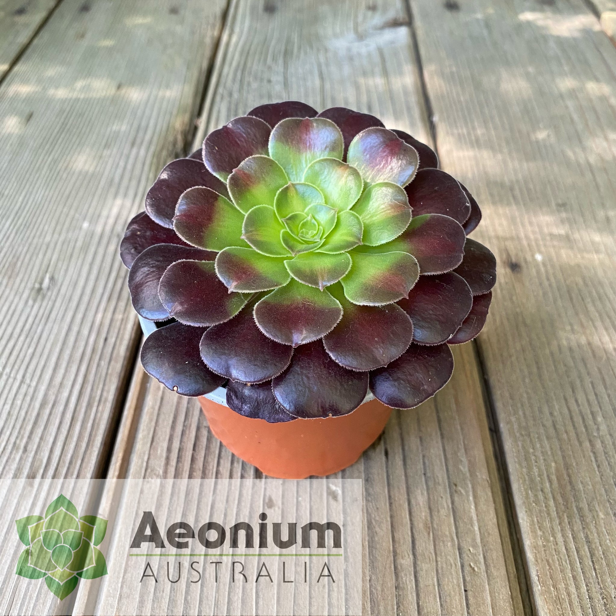 kilimanjaro succulent Aeonium 'Kilimanjaro'