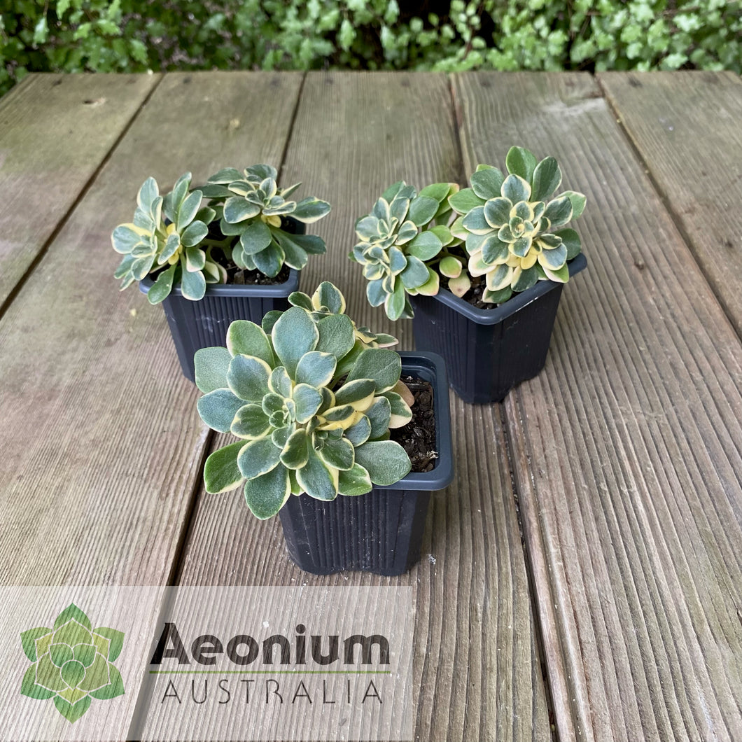 Aichryson x aizoides 'Little Coral'