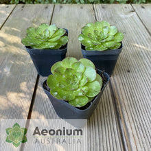 Load image into Gallery viewer, Aeonium 'Phoenix Crown'
